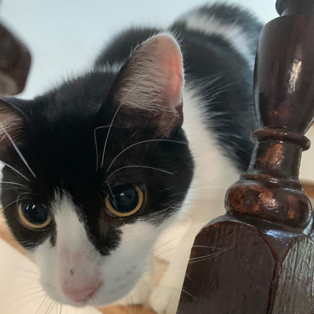 Meet your Posher, Alice